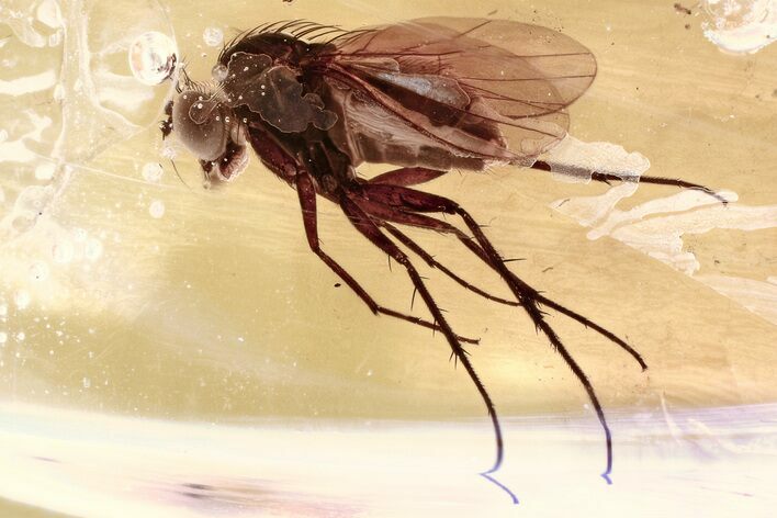 Detailed Fossil Long-Legged Fly (Dolichopodidae) in Baltic Amber #346662